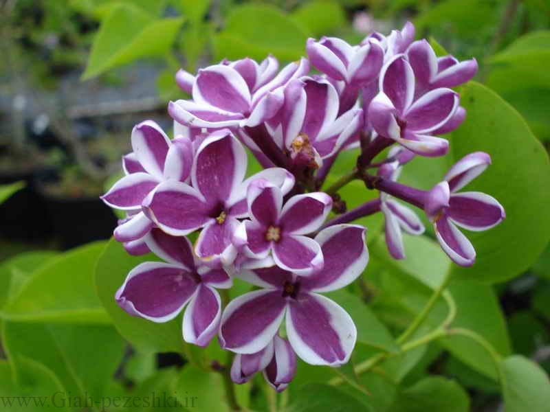 معرفی درختچه یاس بنفش – syringa vulgaris معرفی درختچه یاس بنفش – syringa vulgaris