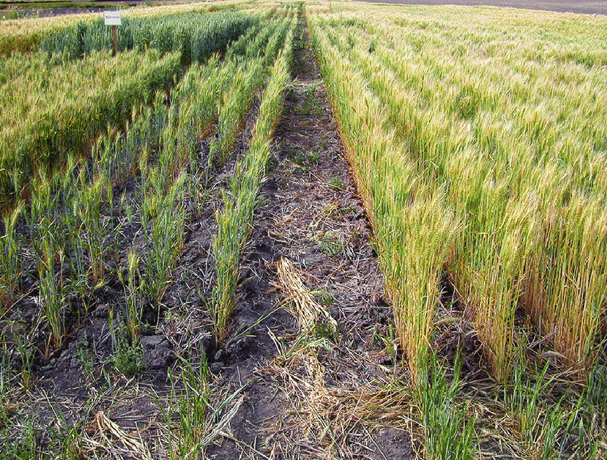 نماتد سیستی گندم – wheat cyst nematode – بیماری گندم نماتد سیستی گندم – wheat cyst nematode – بیماری گندم