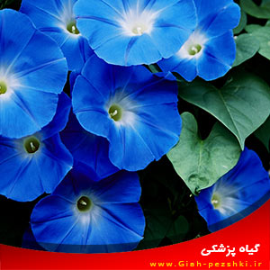 نحوه ی جمع آوری بذرهای گل نیلوفر Morning Glory نحوه ی جمع آوری بذرهای گل نیلوفر Morning Glory