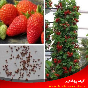 روش تهیه بذر میوه ها و کاشت آن ها در منزل روش تهیه بذر میوه ها و کاشت آن ها در منزل