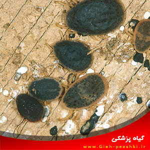 آرگاس ایرانی – کنه ی مخوف انگل مرغی آرگاس ایرانی – کنه ی مخوف انگل مرغی