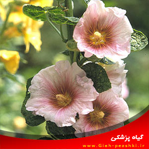 نحوه کاشت و پرورش گل ختمی نحوه کاشت و پرورش گل ختمی