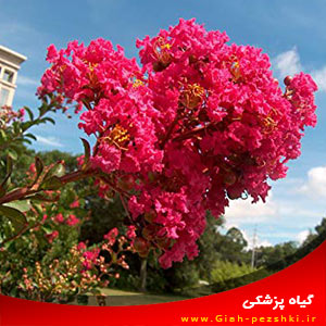 بررسی دلایل اصلی عدم گلدهی گیاه توری بررسی دلایل اصلی عدم گلدهی گیاه توری