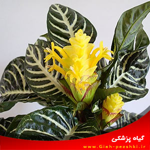 راهنمای پرورش و نگهداری از گل آفلاندرا یا گیاه گورخری راهنمای پرورش و نگهداری از گل آفلاندرا یا گیاه گورخری
