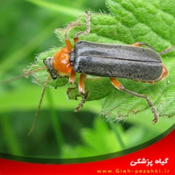 مبارزه بیولوژیک با شتهها به وسیلهی سوسک سرباز مبارزه بیولوژیک با شتهها به وسیلهی سوسک سرباز