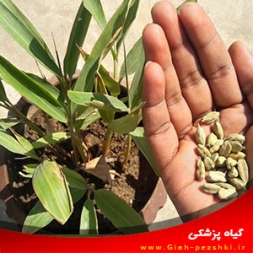 نحوه نگهداری از گل آپارتمانی کارداموم(هل) نحوه نگهداری از گل آپارتمانی کارداموم(هل)
