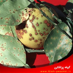 بیماری شانکر باکتریایی مرکبات و مبارزه با آن بیماری شانکر باکتریایی مرکبات و مبارزه با آن