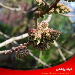 بیماری سفیدک پودری پسته و مبارزه با آن بیماری سفیدک پودری پسته و مبارزه با آن
