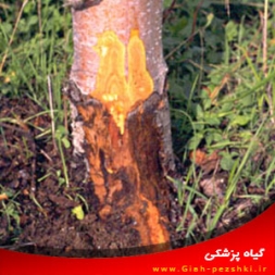بیماری پوسیدگی فیتوفتورایی طوقه و ریشه ی گردو بیماری پوسیدگی فیتوفتورایی طوقه و ریشه ی گردو