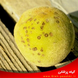 بیماری غربالی درختان میوه ی هسته دار و مبارزه با آن بیماری غربالی درختان میوه ی هسته دار و مبارزه با آن