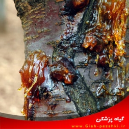 بیماری شانکر باکتریایی درختان میوه هسته دار و مبارزه با آنها بیماری شانکر باکتریایی درختان میوه هسته دار و مبارزه با آنها