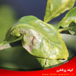 شناسایی و مبارزه با بیماری ها و آفات مهم مرکبات در ایران شناسایی و مبارزه با بیماری ها و آفات مهم مرکبات در ایران