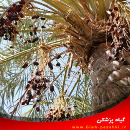 بیماری خشکیدگی خوشه خرما و مبارزه با آن بیماری خشکیدگی خوشه خرما و مبارزه با آن
