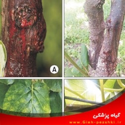 بیماری شانکر باکتریایی کیوی و نحوه مبارزه بیماری شانکر باکتریایی کیوی و نحوه مبارزه