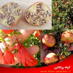 علت عارضه ی دانه سفید شدن میوه های انار علت عارضه ی دانه سفید شدن میوه های انار