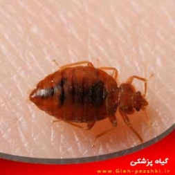 آشنایی با ساس تخت خواب و نحوه مبارزه با آن آشنایی با ساس تخت خواب و نحوه مبارزه با آن