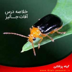 خلاصه نکته ای درس آفات جالیز در کشاورزی خلاصه نکته ای درس آفات جالیز در کشاورزی