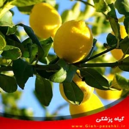 علت ریزش برگ های درخت لیمو و کنترل آن ها علت ریزش برگ های درخت لیمو و کنترل آن ها
