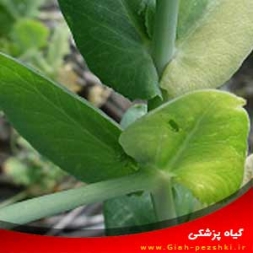 کنترل و شناسایی بیماری پژمردگی فوزاریومی نخود فرنگی کنترل و شناسایی بیماری پژمردگی فوزاریومی نخود فرنگی