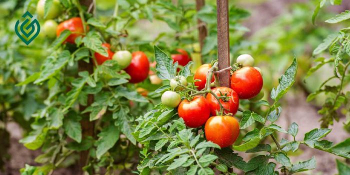 دلایل اصلی ریزش گل ها و بار ندادن گوجه فرنگی