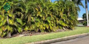 راهنمای نگهداری و مراقبت از گیاه آپارتمانی نخل اریکا ( Areca palm )