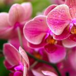 نکات مهم نگهداری از گل ارکیده - Orchid care