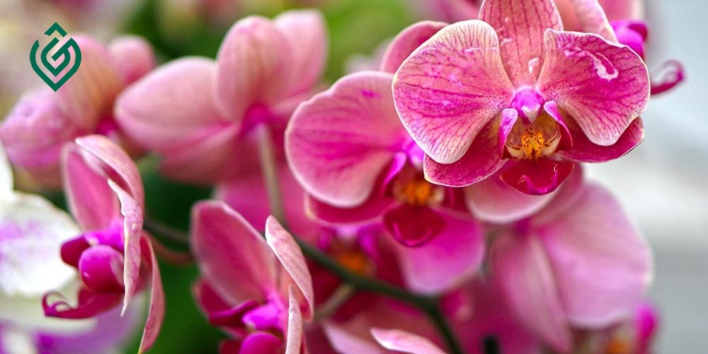 نکات مهم نگهداری از گل ارکیده - Orchid care
