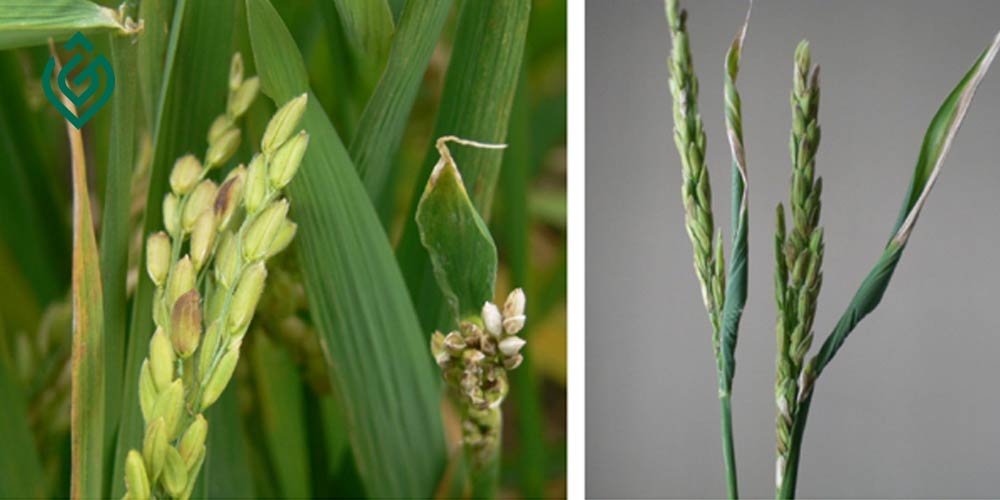 بررسی اهمیت، چرخه زندگی و کنترل نماتد نوک سفیدی برگ برنج
