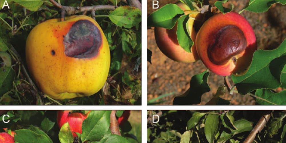 روش های کنترل و پیشگیری از آفتاب سوختگی در درختان میوه