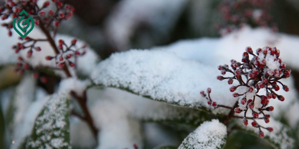 اصول و روش های حفاظت در برابر خسارت سرمازدگی در باغات میوه