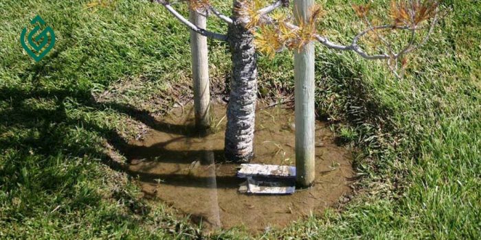 چرا نباید آب آبیاری به تنه درخت برخورد کند ؟(مرور 5 تاثیر)