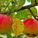راهنمای انواع علائم خسارت آفات روی میوه سیب