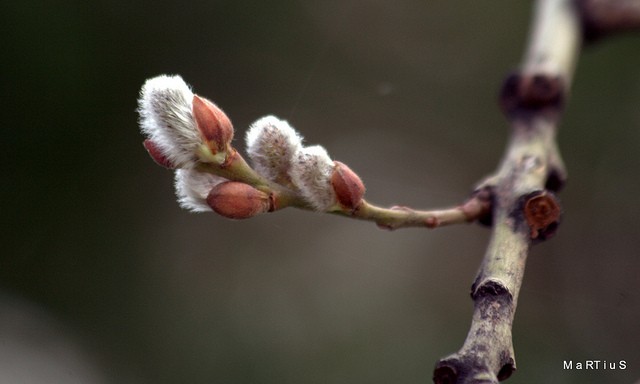 معرفی تیره بید ( salicaceae ) معرفی تیره بید ( salicaceae )