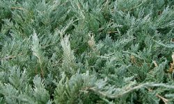 1200px-Juniperus_chinensis5