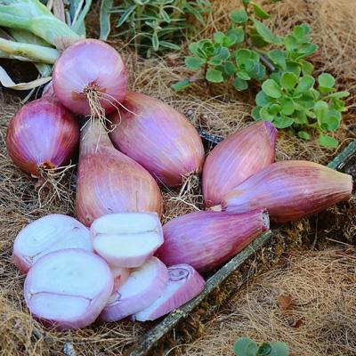 موسیر موثر در توقف سلول های سرطانی موسیر موثر در توقف سلول های سرطانی