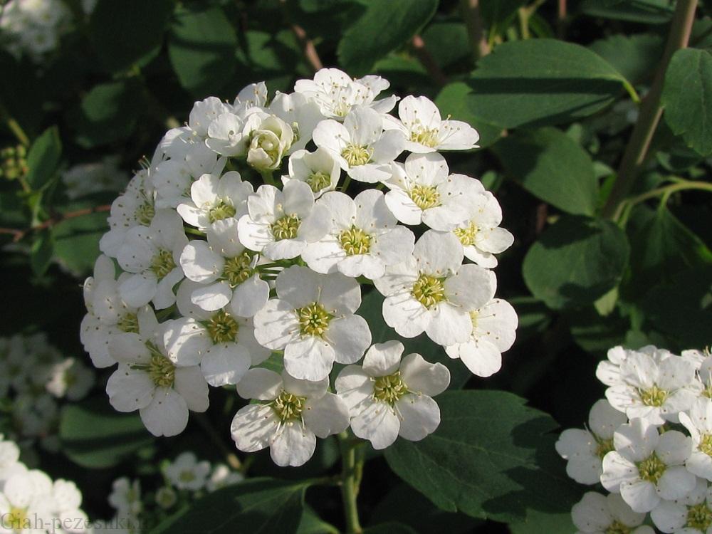 معرفی درختچه ی اسپیره (گل عروس ) Spiraea crenata معرفی درختچه ی اسپیره (گل عروس ) Spiraea crenata
