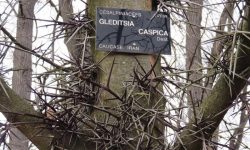 2015-03-gleditsia-caspica-spikey-tree-1