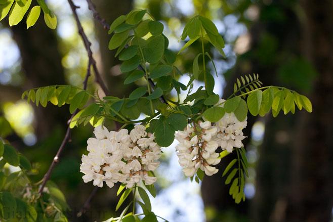 معرفی درخت اقاقیا – Robinia pseudoacania L معرفی درخت اقاقیا – Robinia pseudoacania L