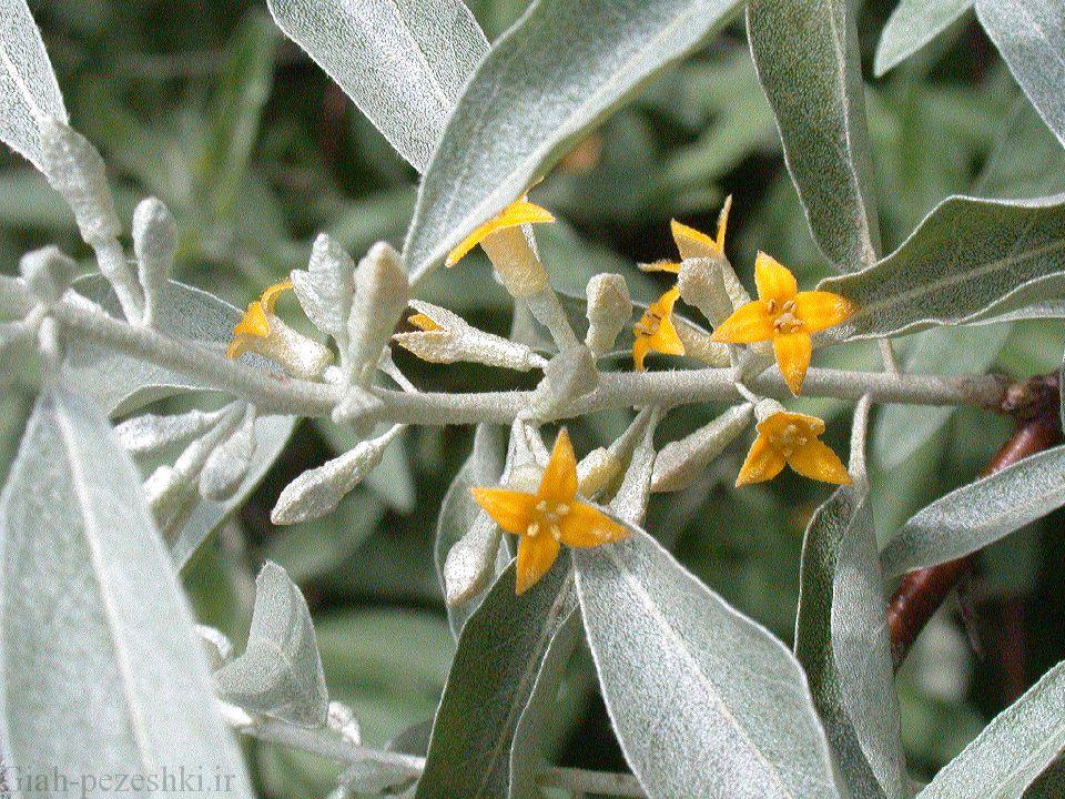 معرفی درخت سنجد – Elaeagnus angustifolia معرفی درخت سنجد – Elaeagnus angustifolia