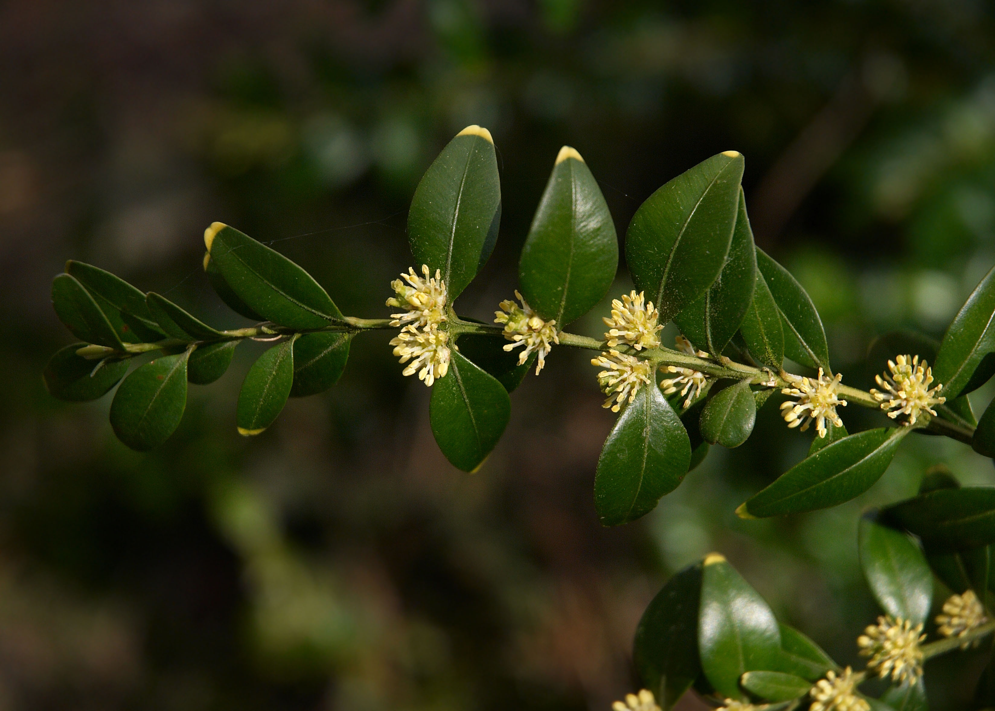 معرفی تیره ی شمشاد جنگلی – Buxaceae معرفی تیره ی شمشاد جنگلی – Buxaceae