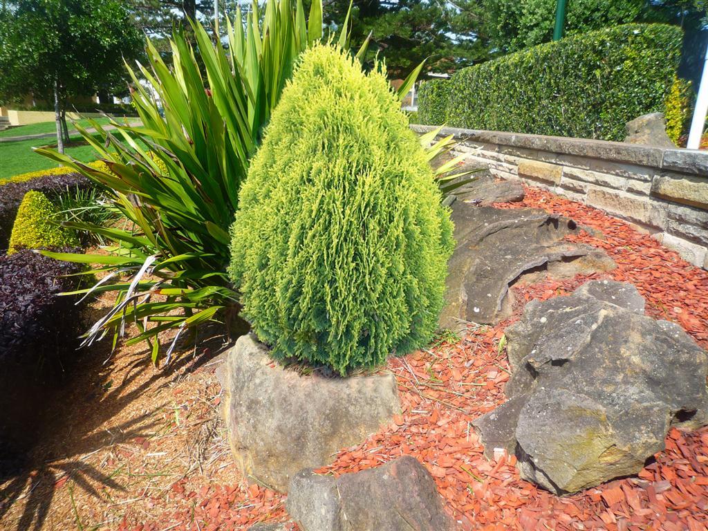 معرفی درخت سرو خمره ای – thuja orientalis معرفی درخت سرو خمره ای – thuja orientalis