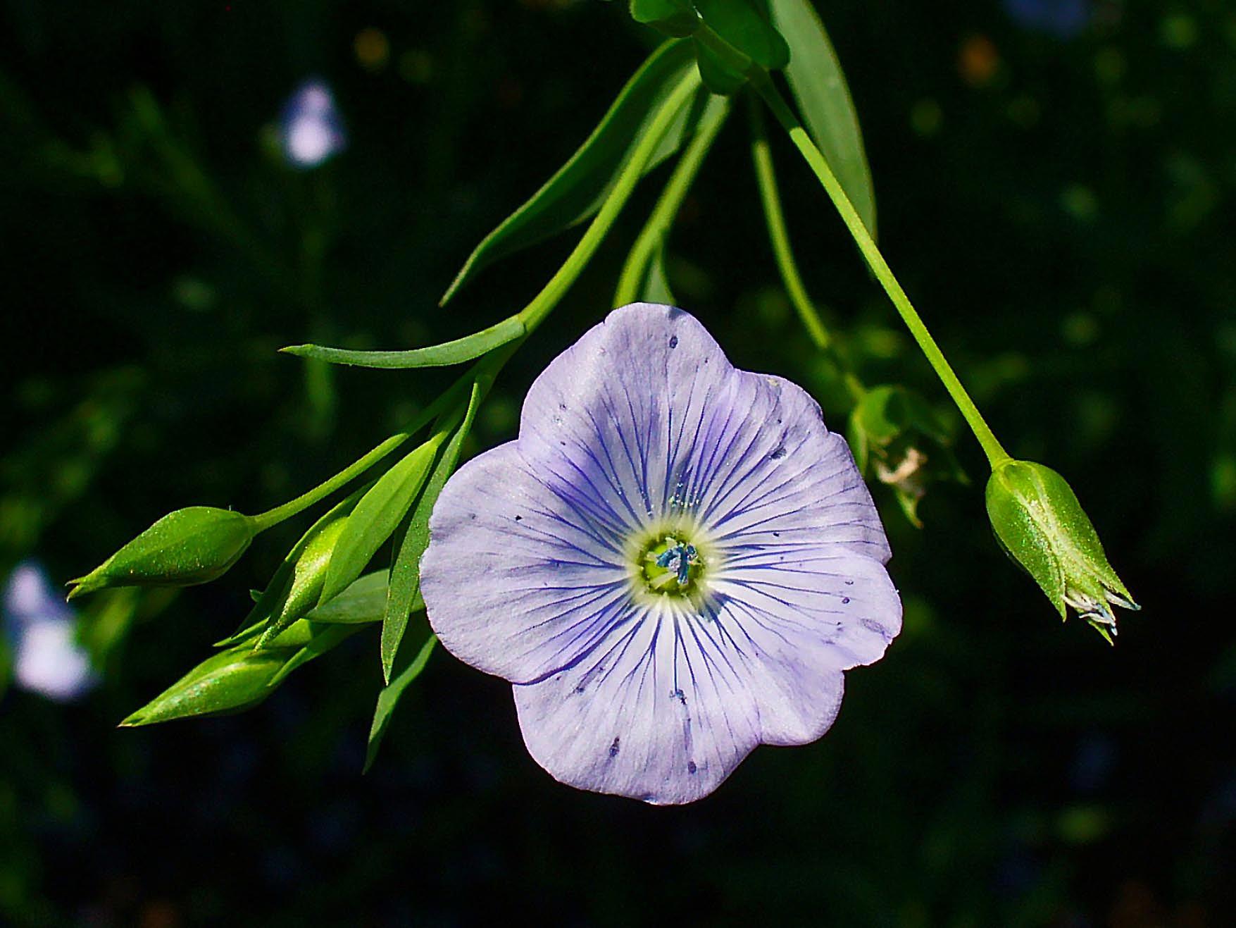 معرفی تیره ی کتان – Linaceae معرفی تیره ی کتان – Linaceae