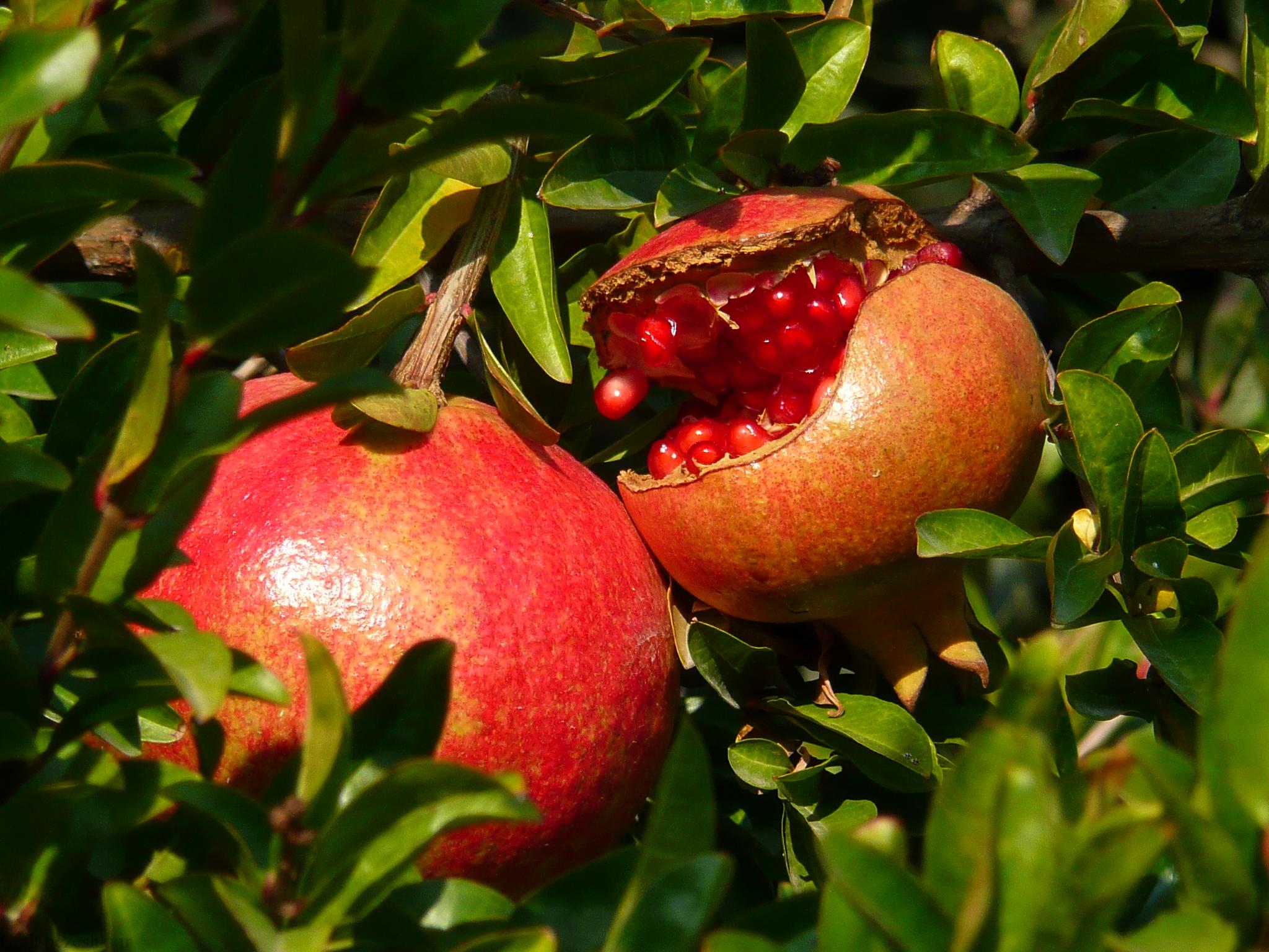 معرفی درخت انار – Punica granatum معرفی درخت انار – Punica granatum