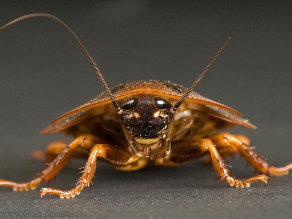 آفات بهداشتی – سوسری ها Blattodea (سوسک حمام) آفات بهداشتی – سوسری ها Blattodea (سوسک حمام)
