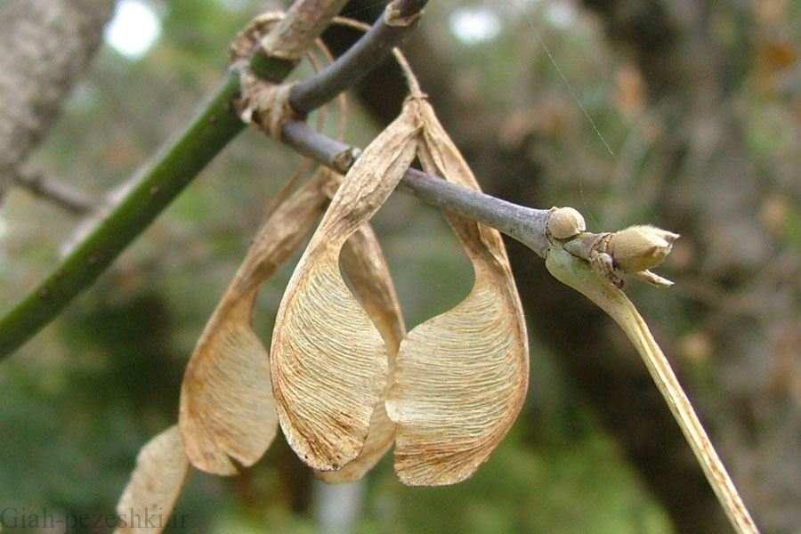 معرفی درخت افرای سیاه – Acer Negundo معرفی درخت افرای سیاه – Acer Negundo