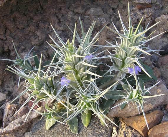 معرفی تیره ی پای خرس – Acanthaceae معرفی تیره ی پای خرس – Acanthaceae