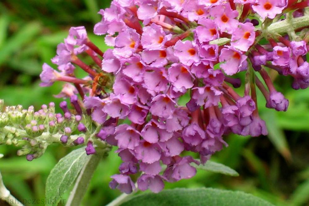معرفی درختچه دم موشی Buddleja davidii franch معرفی درختچه دم موشی Buddleja davidii franch