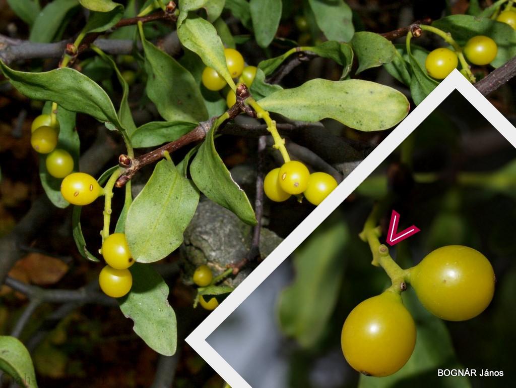 معرفی تیره ی دارواش (شیرینک ) Loranthaceae معرفی تیره ی دارواش (شیرینک ) Loranthaceae