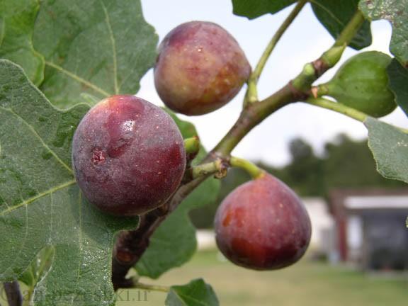 معرفی درخت انجیر خوراکی – ficus carica معرفی درخت انجیر خوراکی – ficus carica