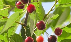 cherry_(cerasus_vulgaris)